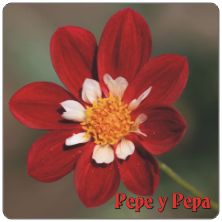 PLACAS para POSAVASOS - Grabinco.com
