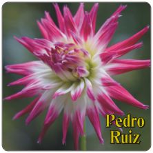 PLACAS para POSAVASOS - Grabinco.com