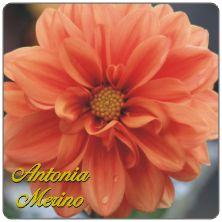 PLACAS para POSAVASOS - Grabinco.com