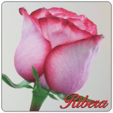PLACAS para POSAVASOS - Grabinco.com